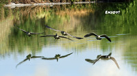 Wildlife - (1)
