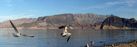 Lake Mead - Sunset View (24x80)