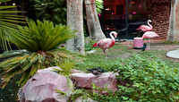 Resorts - Flamingo (2) (24x42)