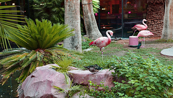 Resorts - Flamingo (2) (24x42)