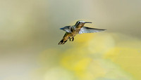 Anna's Hummingbird-male (24x42)