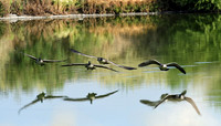 Canadian Geese 2 (24x42)