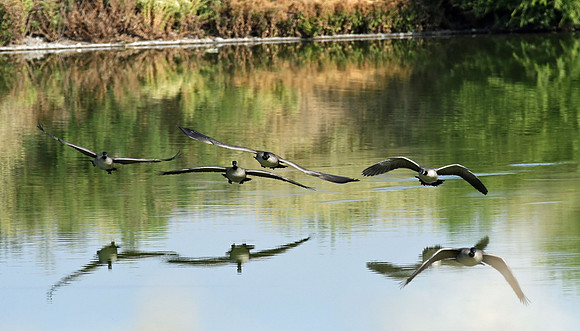 Canadian Geese 2 (24x42)