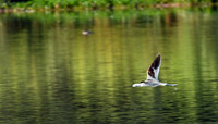 American Avocet (24x42)