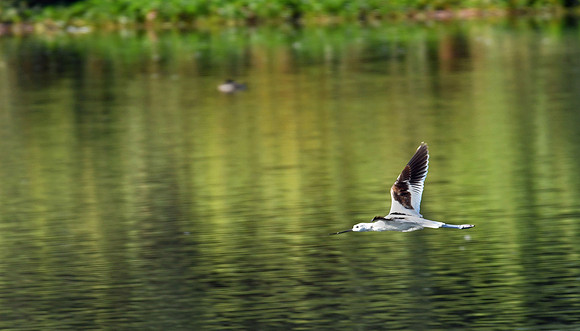 American Avocet (24x42)