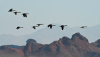 Canadian Geese 3 (24x42)