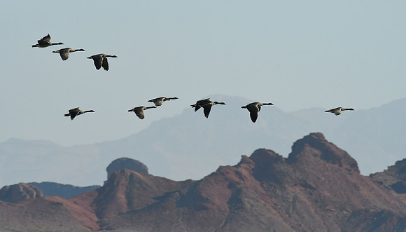 Canadian Geese 3 (24x42)