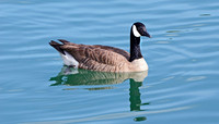 Canadian Goose (24x42)