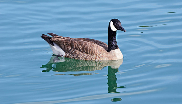 Canadian Goose (24x42)