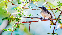Blackpoll Warbler (24x42)