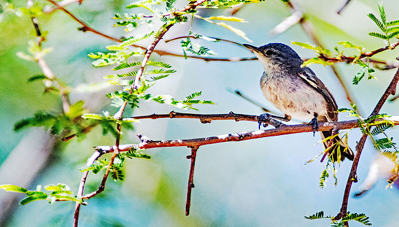 Blackpoll Warbler (24x42)