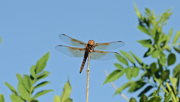 Dragon Fly 1 (24x42)