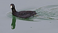 Dabbling Duck (24x42)