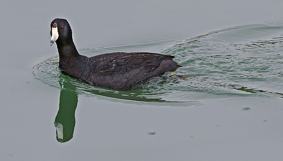 Dabbling Duck (24x42)