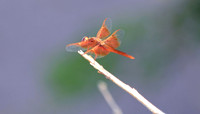 Dragon Fly 2 (24x42)