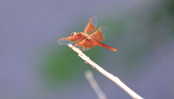 Dragon Fly 2 (24x42)