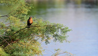 Cinnamon Teal (24x42)