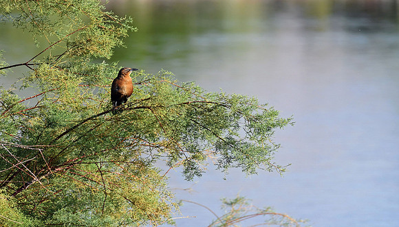 Cinnamon Teal (24x42)