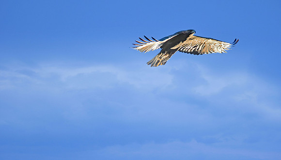 Gold Eagle 1 (24x42)