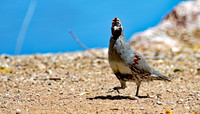 Gamblers Quail 1 (24x42)