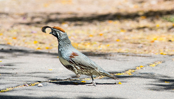 Gamblers Quail 2 (24x42)