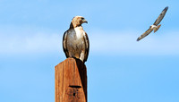 Gold Tailed Hawk (24x42)