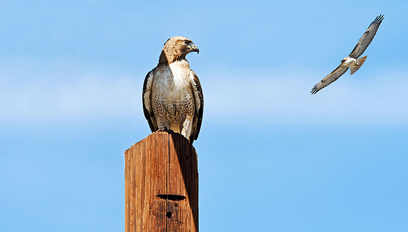 Gold Tailed Hawk (24x42)