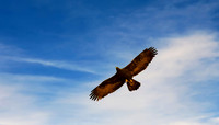 Gold Eagle 2 (24x42)