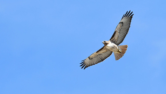 Gold Tailed Hawk 2 (24x42)