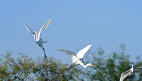 Great Egret 1 (24x42)