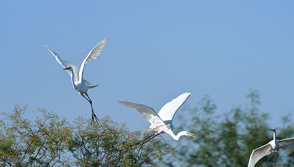 Great Egret 1 (24x42)