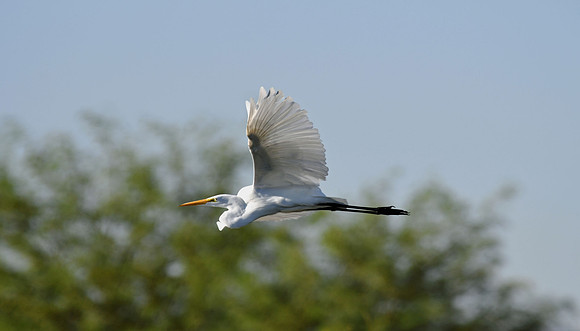 Great Egret 3 (24x42)