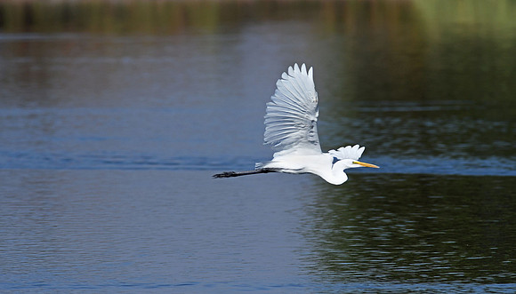 Great Egret 2 (24x42)