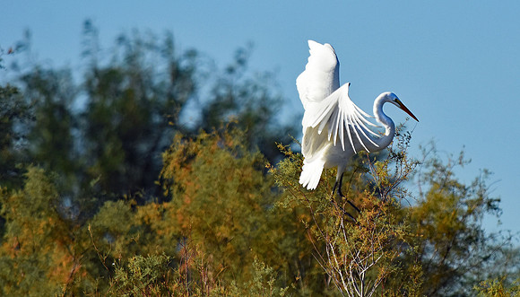 Great Egret 4 (24x42)