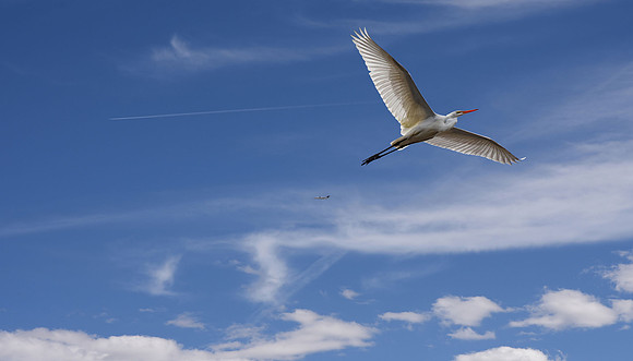 Great Egret 5 (24x42)
