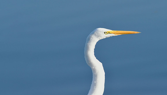 Great Egret 8 (24x42)