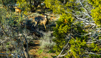 Grand Canyon - Muel Deer (24x42)