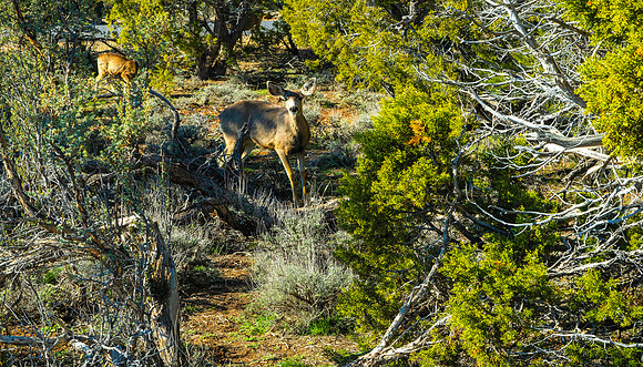 Grand Canyon - Muel Deer (24x42)