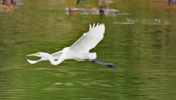 Great Egret 6 (24x42)
