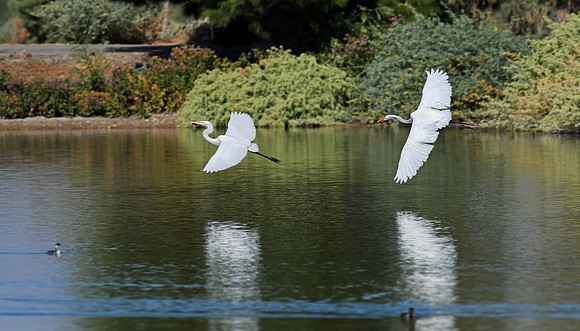 Great Egret 7 (24x42)