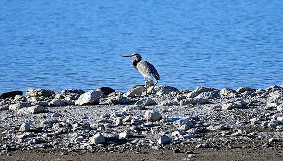 Greater Sandhill Crane 1 (24x42)