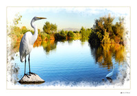Egret in Pond (28x42)