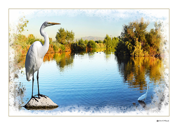 Egret in Pond (28x42)