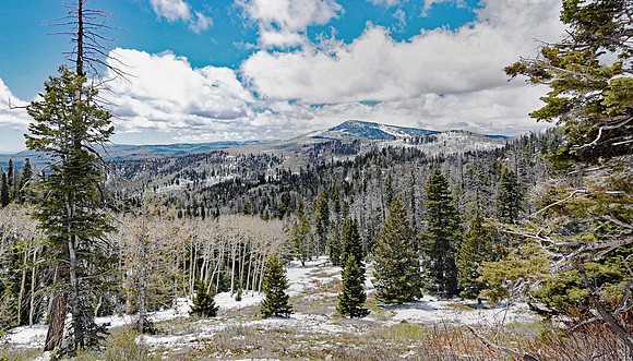 Cedar Mountain - Black Mountain (24x42)