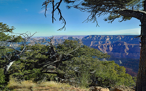 Grand Canyon - North Rim (30x48)