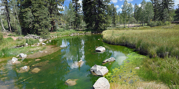 Dixie Forest - Duck Creek pond (30x60)