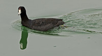 Dabbling Duck