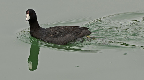 Dabbling Duck
