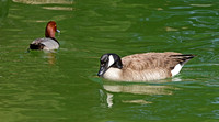 Canadian Goose (3)