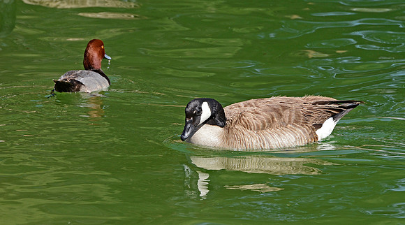 Canadian Goose (3)